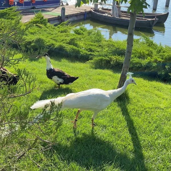 Weiße Pfau Und Enten Gehen Allein Auf Dem Schönen Grünen — Stockfoto