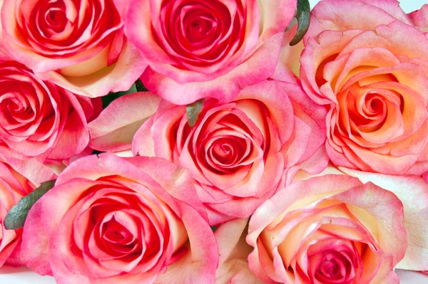 Hermoso Rosa Rosas Ramo Fondo — Foto de Stock