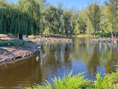Ördekler ve kuğular parktaki ağaçların yanında nehirde yüzüyor. 