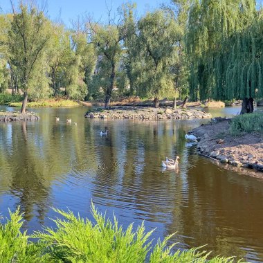 Ördekler ve kuğular parktaki ağaçların yanında nehirde yüzüyor. 