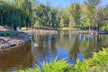 Ördekler ve kuğular parktaki ağaçların yanında nehirde yüzüyor. 