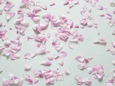 Bir sürü pembe gül yaprağı. Çiçek kompozisyonu. Gül çiçeği yaprakları. Gri arkaplanda düz bir zemin