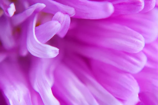 Mooie Violette Aster Macro Brigth — Stockfoto