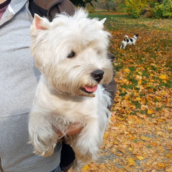 White west highland terrier dog walk with owner in beautiful autumn park