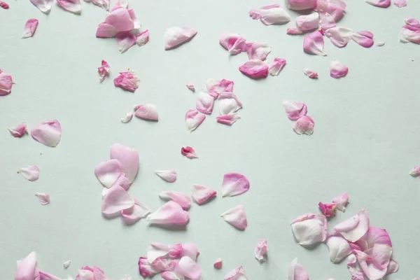 Many Pink Rose Petals Flowers Composition Rose Flower Petals Flat — Stock Photo, Image