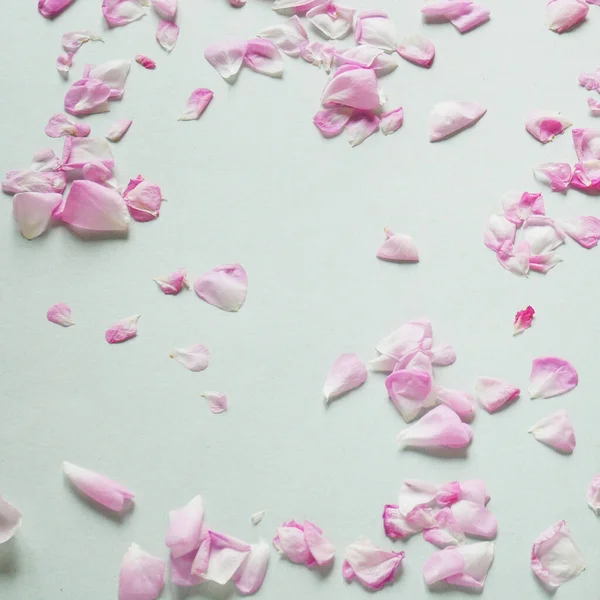 Many Pink Rose Petals Flowers Composition Rose Flower Petals Flat — Stock Photo, Image