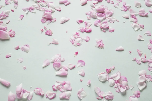 Many Pink Rose Petals Flowers Composition Rose Flower Petals Flat — Stock Photo, Image