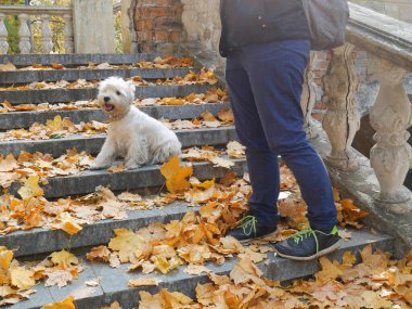 White West Highland Terrier köpeği sahibi ile birlikte eski evin merdivenlerinin yanındaki sonbahar parkında yürüyor.