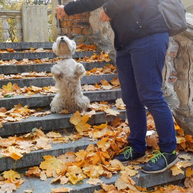 White West Highland Terrier köpeği sahibi ile birlikte eski evin merdivenlerinin yanındaki sonbahar parkında yürüyor.