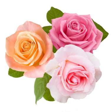 Beyaz arka planda izole güzel güller, yakın plan