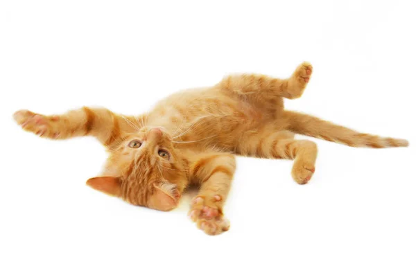 Cute Little Ginger Cat Playing White Background — Stock Photo, Image