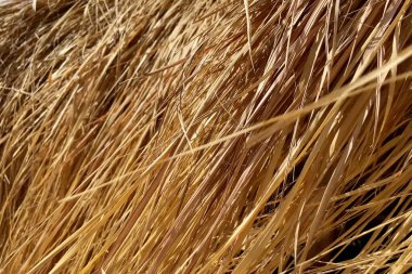 Güneşli bir günde, tropikal deniz kumsalında, palmiye yapraklarından gelen güneş şemsiyesi 