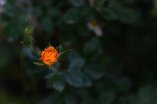 Róże na tle zieleni w ogrodzie — Zdjęcie stockowe