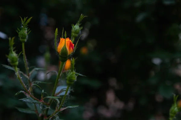 Троянди на фоні зелені в саду — стокове фото