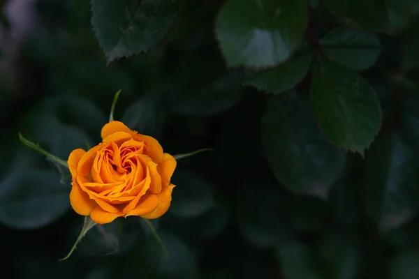 Rosas em um fundo de vegetação no jardim — Fotografia de Stock
