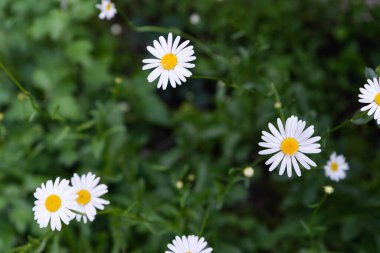 Papatya çiçeği tarlasına yakın çekim. Yeşillik arka planında papatyalar. 