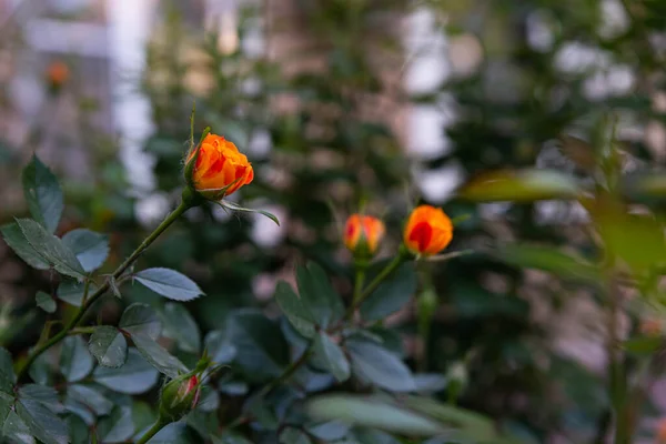 Rosas sobre un fondo de vegetación en el jardín — Foto de Stock