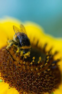 Çiçekten polen toplayan bir arıya yakından bakın. Çayırda bal arısı olan ayçiçeği. Polende arı var. makro