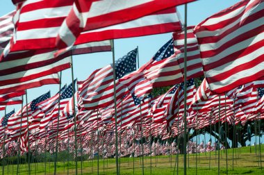 Bir Amerikan bayrağı tarlası