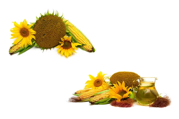 Corn Sunflowers White Background Horizontal Photo — Stock Photo, Image