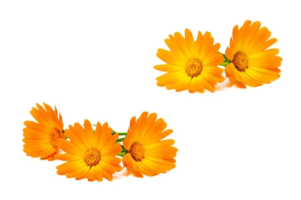 Ringelblumen Blühen Isoliert Auf Weißem Hintergrund Horizontales Foto — Stockfoto