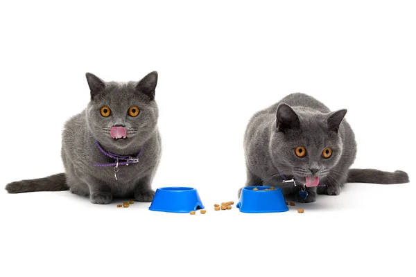 Gato Con Ojos Amarillos Sentado Alrededor Tazón Comida Foto Horizontal —  Fotos de Stock