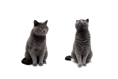 iki gri kedi beyaz arka plan üzerinde izole. yatay fotoğraf.