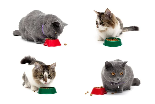 Verschillende Katten Eten Uit Een Kom Een Witte Achtergrond Horizontale — Stockfoto