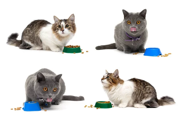 Katten Eten Uit Een Kom Een Witte Achtergrond Horizontale Foto — Stockfoto