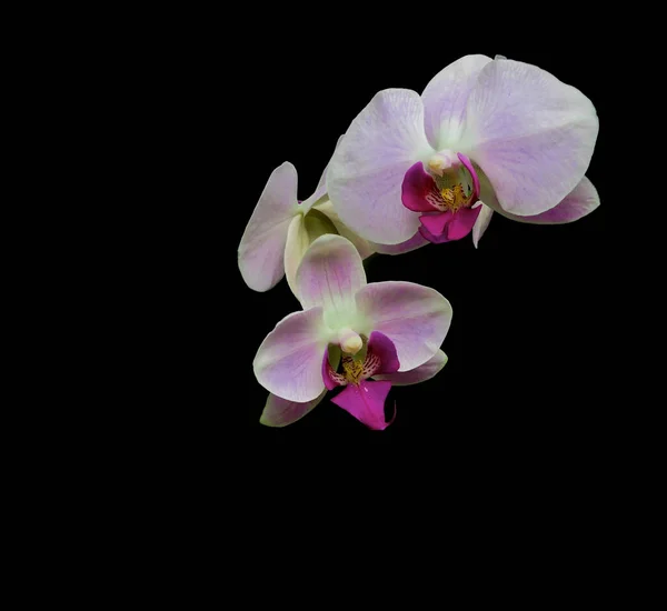 Orchid Blommor Svart Bakgrund Vertikala Foto — Stockfoto