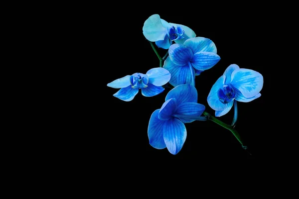 Blooming Blue Orchid Black Background Horizontal Photo — Stock Photo, Image