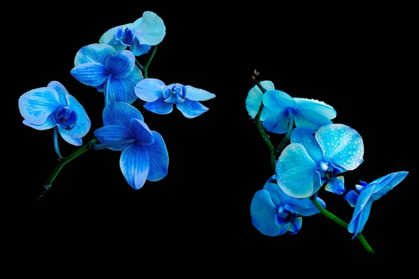 Modrá Orchidej Černém Pozadí Horizontální Foto Stock Fotografie