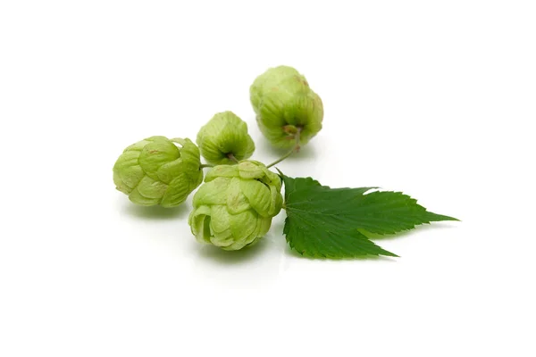 Branche de houblon sur fond blanc — Photo