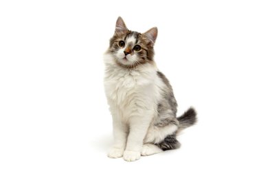 Beyaz arka planda tüylü kedi yavrusu