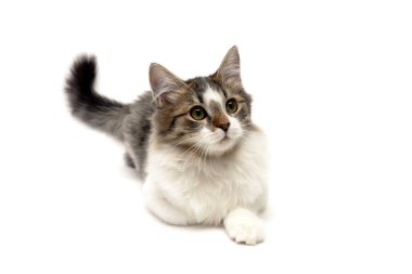 Beyaz bir arka plan üzerinde kabarık kedi yavrusu yalan