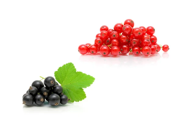 Bär på svarta och röda vinbär på vit bakgrund — Stockfoto