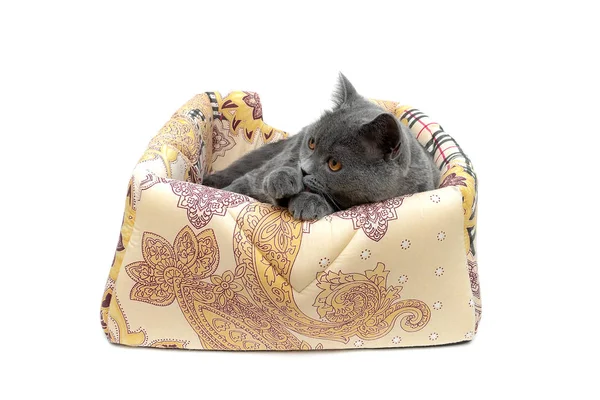 Gatito gris en una tumbona sobre un fondo blanco — Foto de Stock