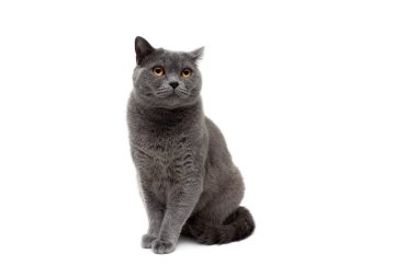 Beyaz arka planda güzel bir kedi