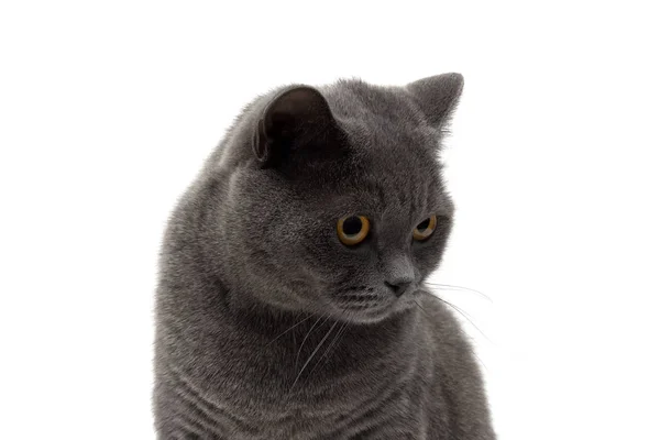 Portrait of a gray cat on a white background. — Stock Photo, Image