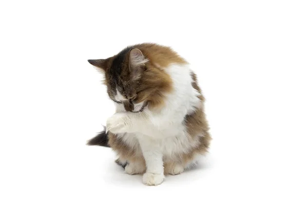 하얀 배경에 있는 솜털 고양이 — 스톡 사진