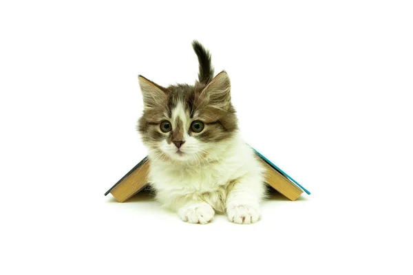 Gatito acostado bajo un libro sobre un fondo blanco —  Fotos de Stock