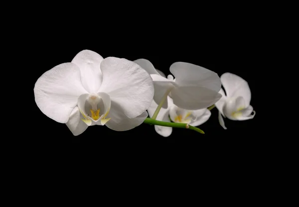 White orchid isolated on black background — Stock Photo, Image