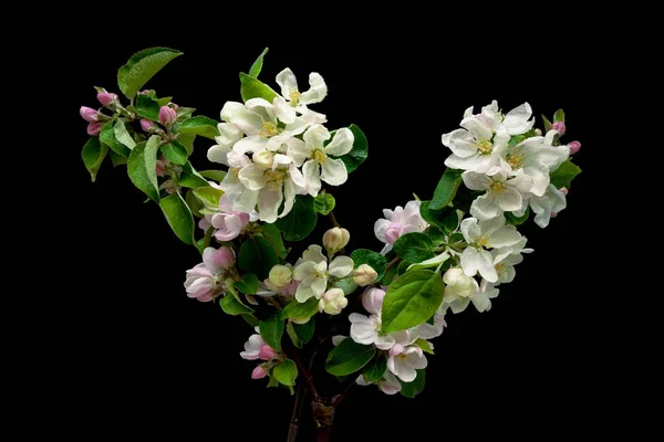 Квітуча гілка яблуні ізольована на чорному фоні — стокове фото