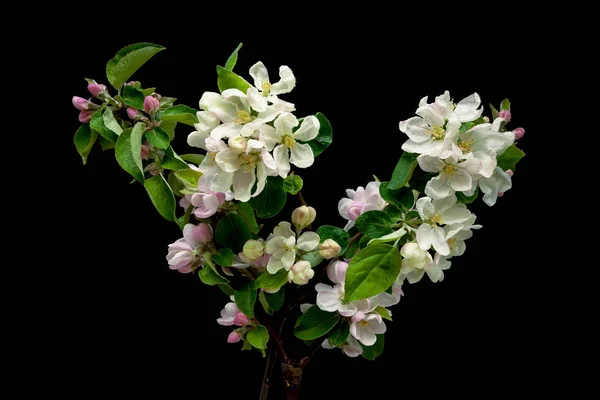 Branche de pommier en fleurs isolée sur un fond noir — Photo