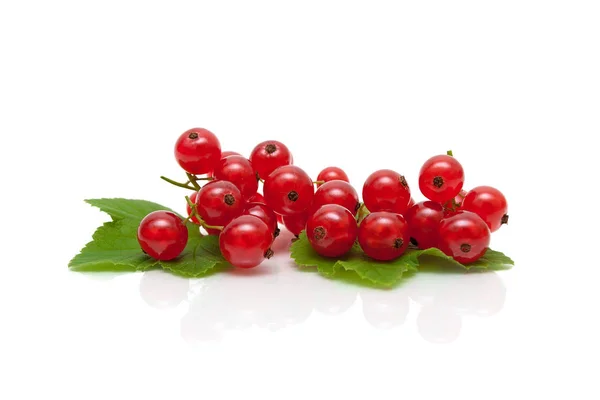 Bayas de grosella roja sobre un fondo blanco — Foto de Stock