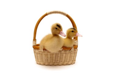 bir sepet beyaz bir arka plan üzerinde oturan ördek yavrusu