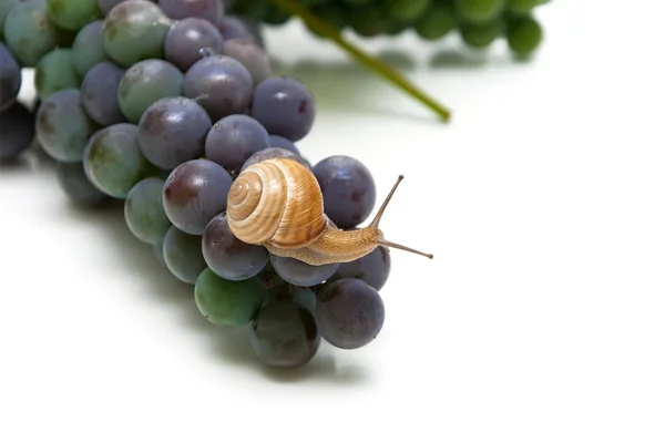 Slak zittend op druiven op een witte achtergrond — Stockfoto