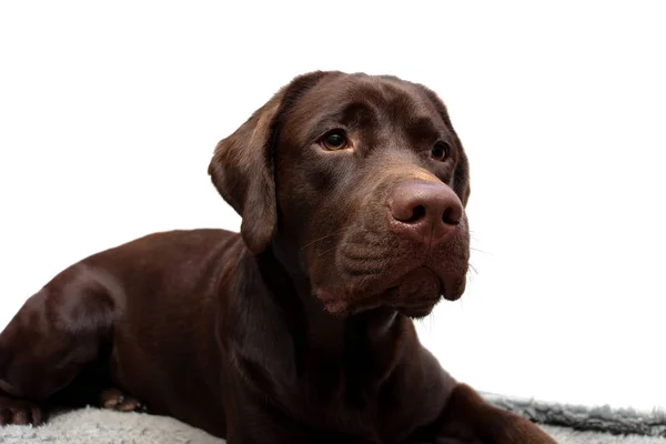 Chocolate labrador retriever on a white background — Stock Photo, Image