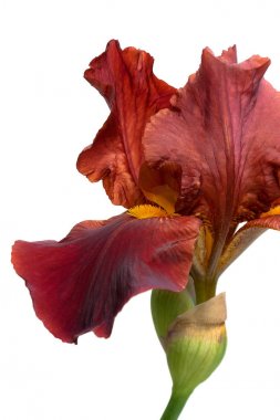 Beyaz bir arka plan üzerinde çiçek açan Iris.