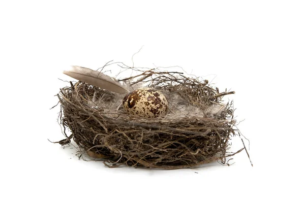 Ei ligt in een nest op een witte achtergrond — Stockfoto